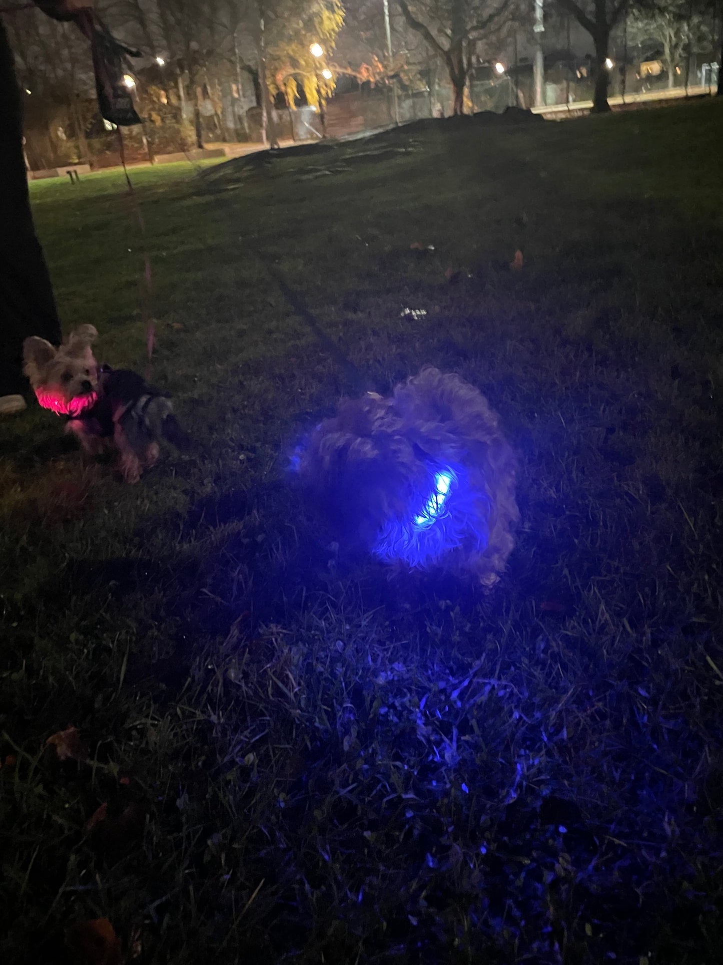 Tryggabandet – för kvällspromenader fyllda av ro och synlighet